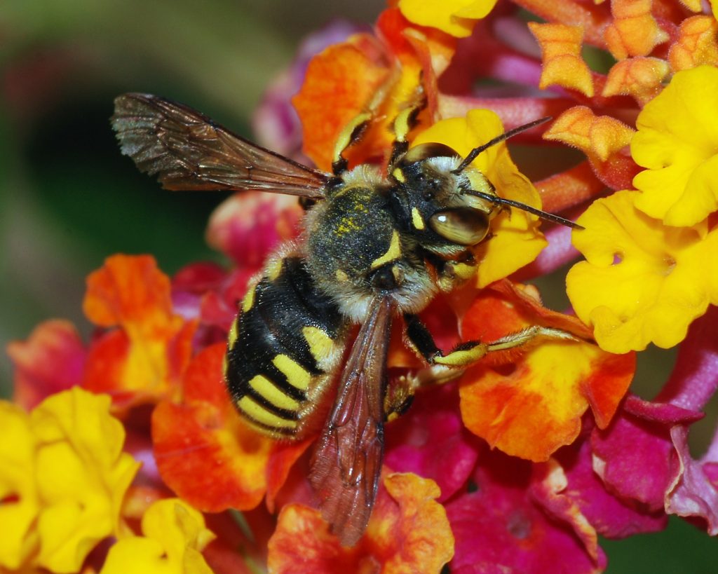 Bees?/via Wikimedia