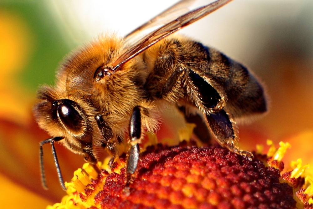 Bee/via Wikimedia Commons