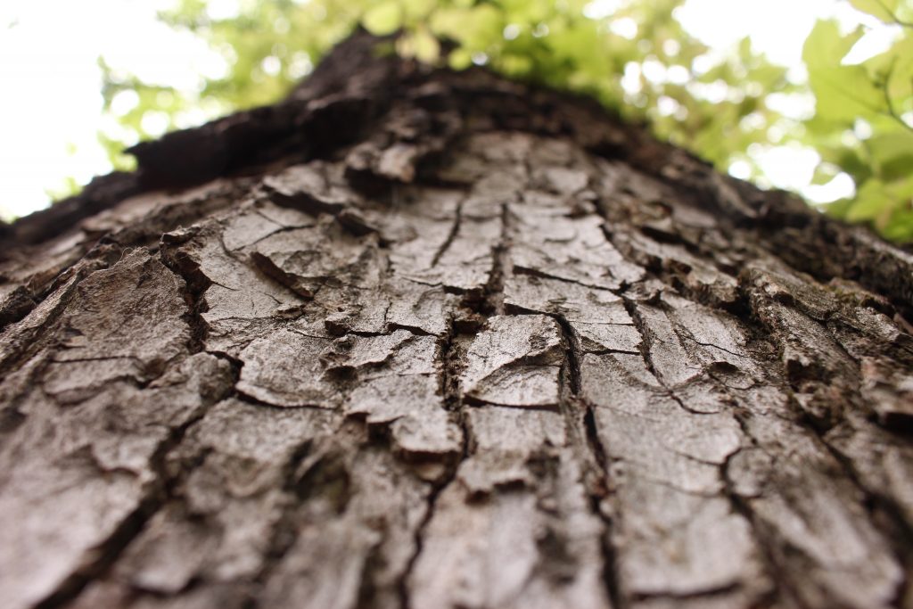 Park Block Elm Tree/Alex Skousen