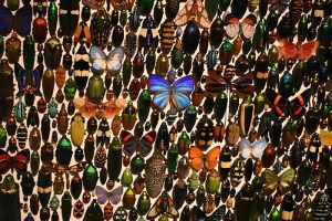 Butterflies, macaws and beetles are some of nature's jewels put on display at the Oregon Museum of Science and Industry (OMSI).